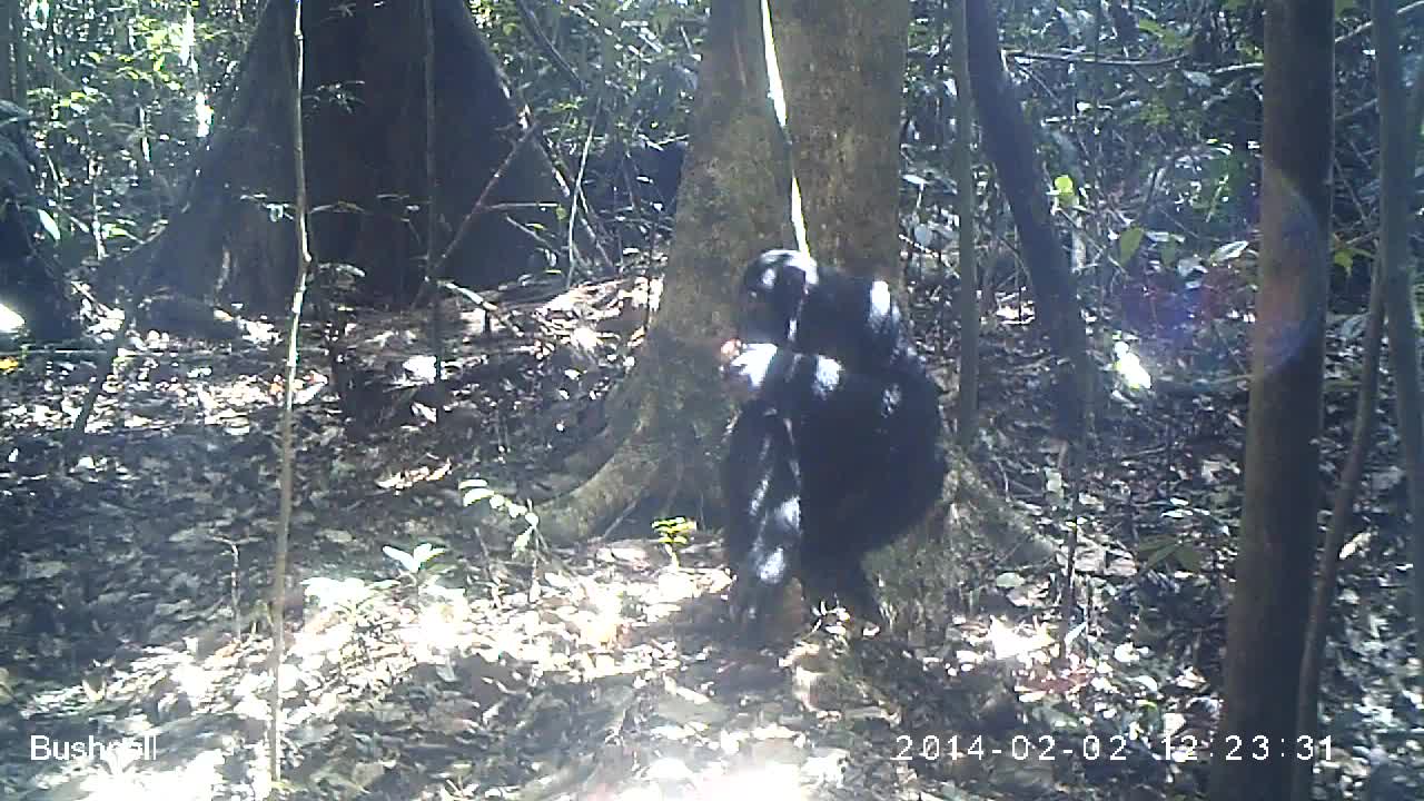 Female chimp eating fruit