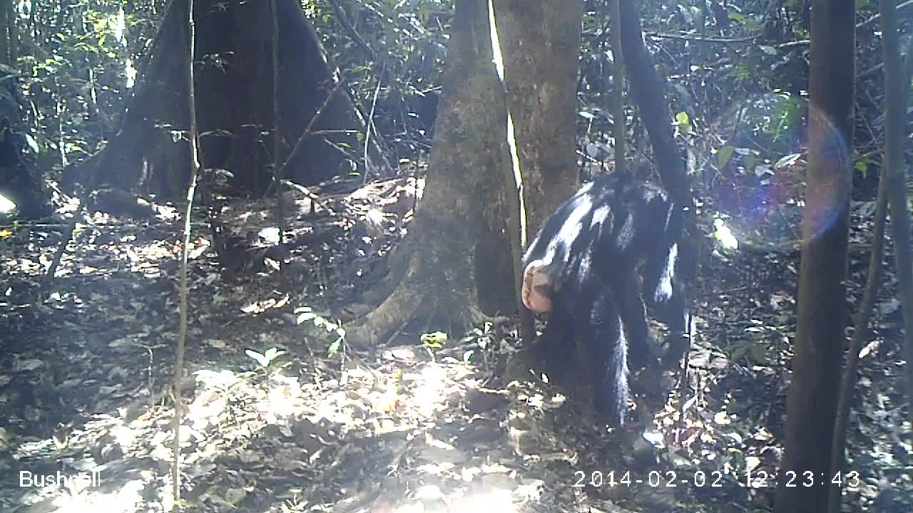 Female chimp with back to camera