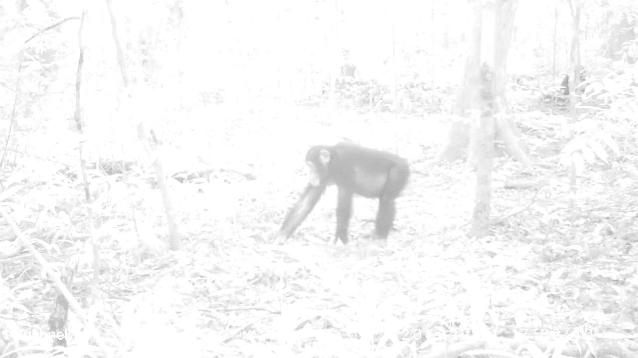 chimp grabbing food