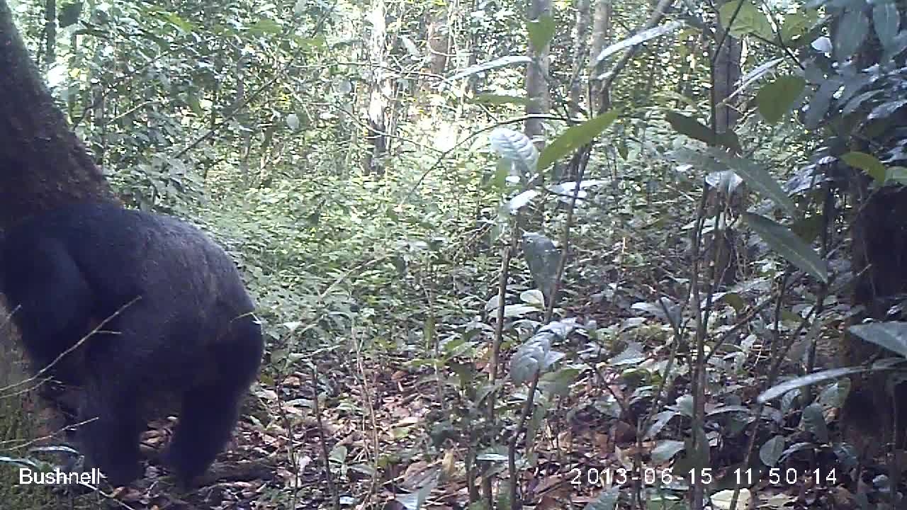 Male chimp back to camera