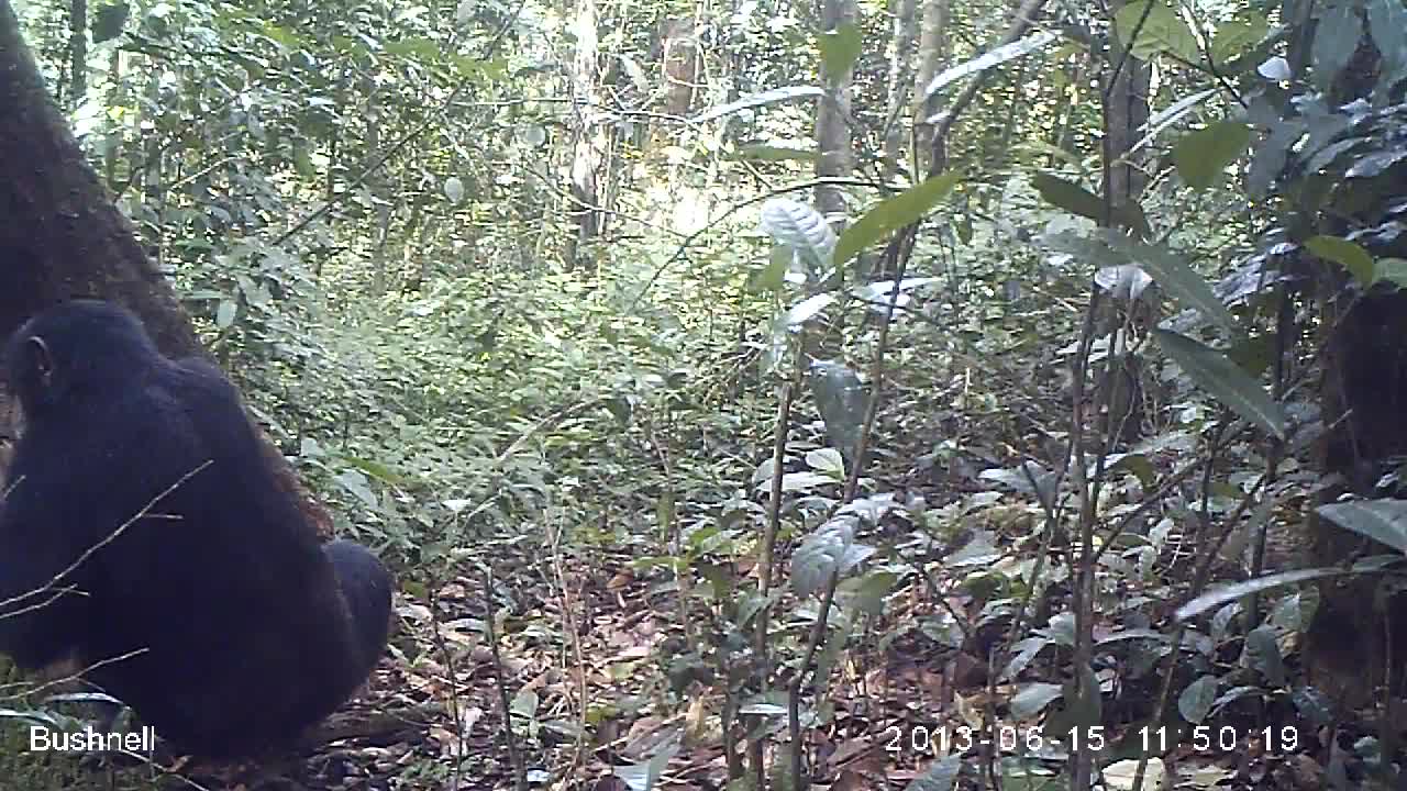 Male chimp left ear