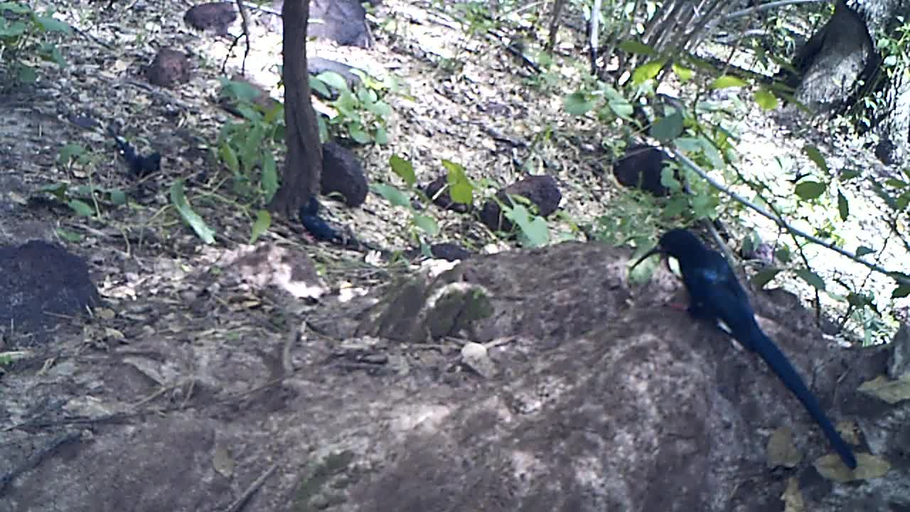 black billed woodhoopoe