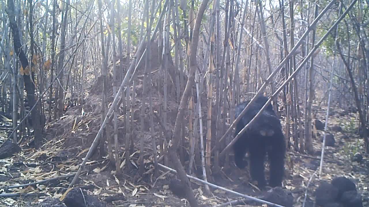 bald spots on male chimp rear