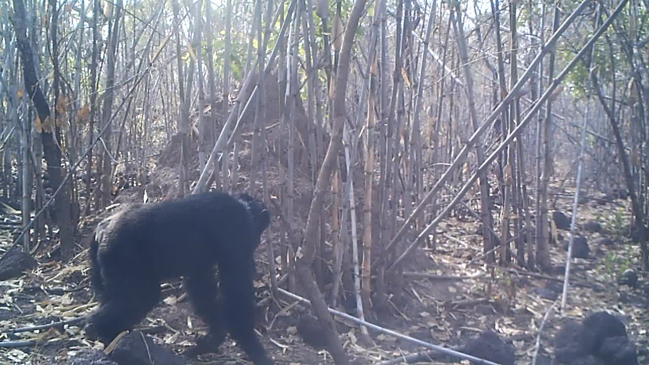 Adult chimp entering frame