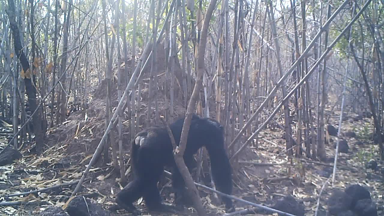 male chimp with bald spots