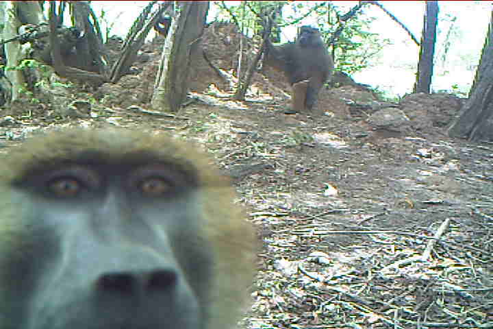Guinea baboon selfie