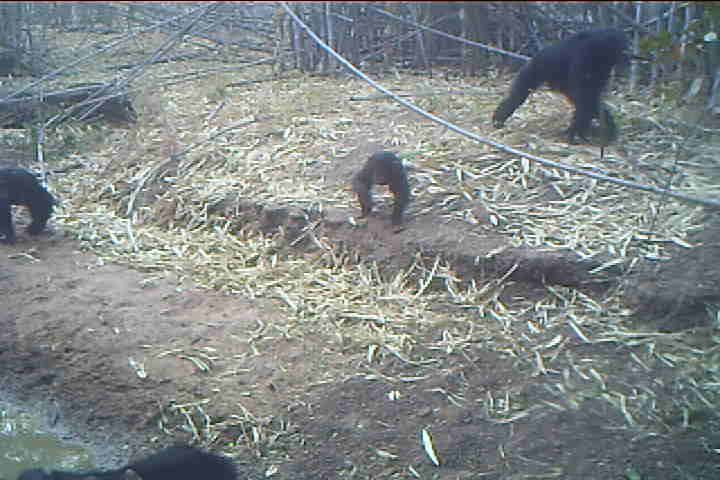 Fem and infant with boxy head