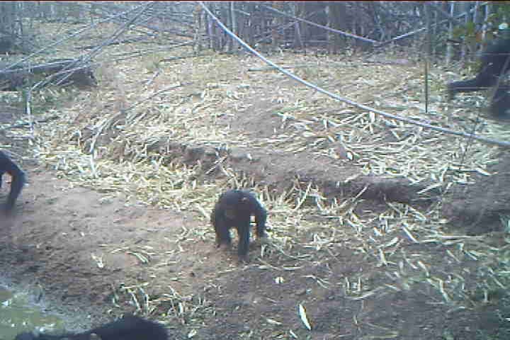 Infant with big ears boxy head