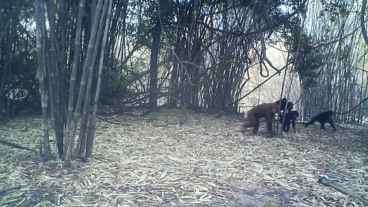 brown female chimp