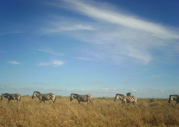 Subject ASG001c0tt