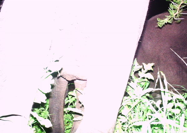 Subject ASG001vsf0